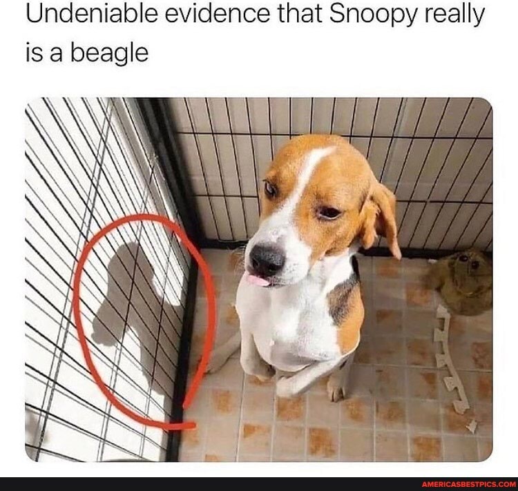 Undeniable evidence that Snoopy really is a beagle