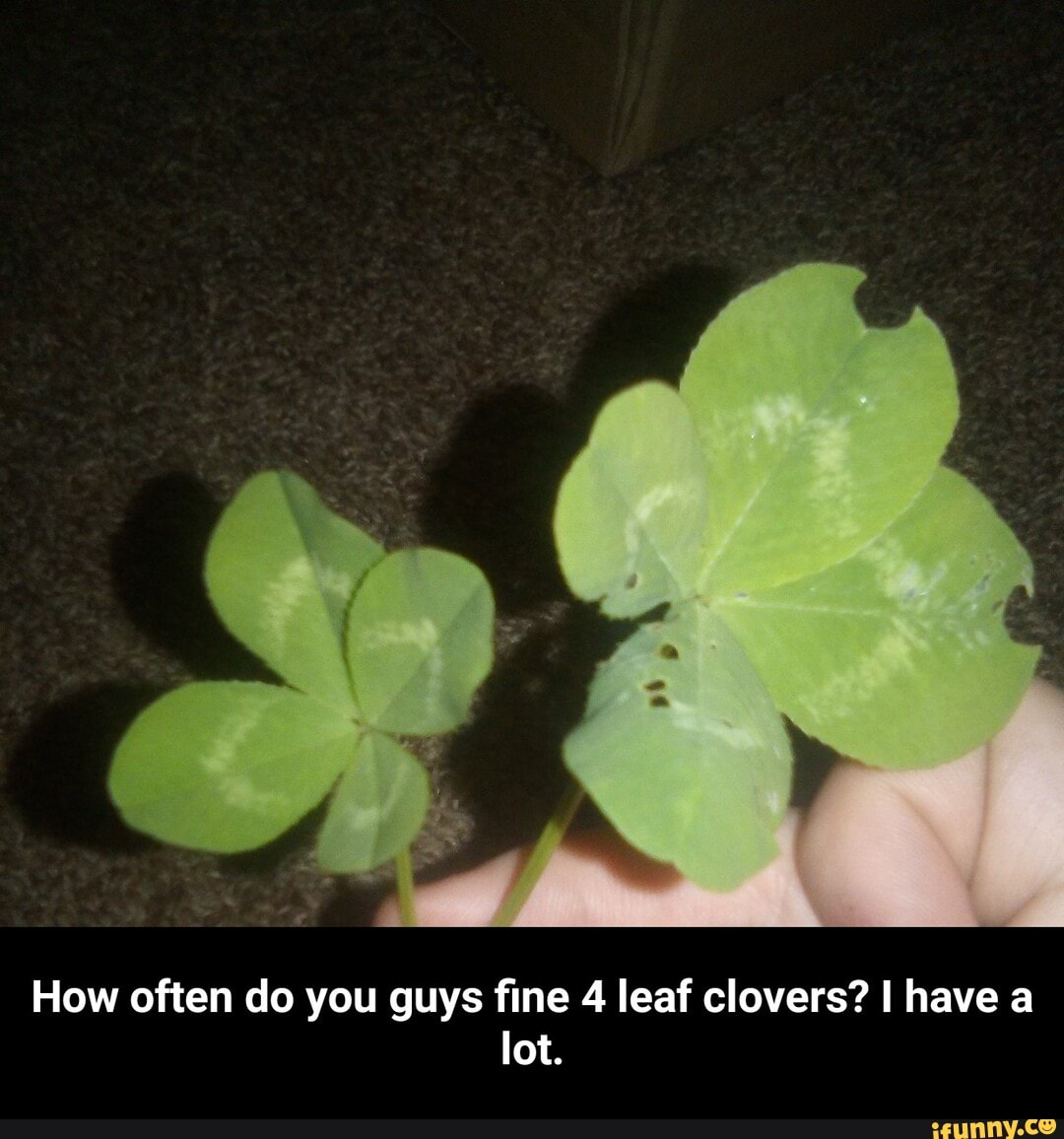How often do you guys fine 4 leaf clovers? I have a
lot. - How often do you guys fine 4 leaf clovers? I have a lot.