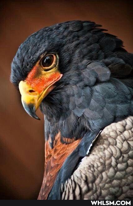 nature, beautiful, cute_animal, wholesome