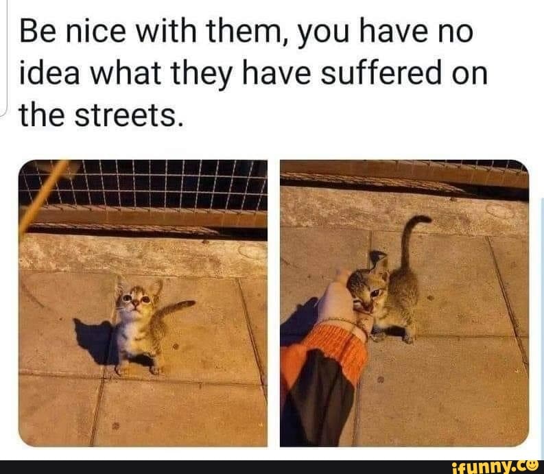 Be nice with them, you have no idea what they have suffered on the streets.