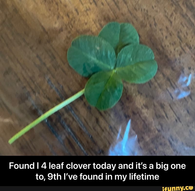 Found 4 leaf clover today and it's a big one to, I've found in my lifetime - Found I 4 leaf clover today and it’s a big one to, 9th I’ve found in my lifetime