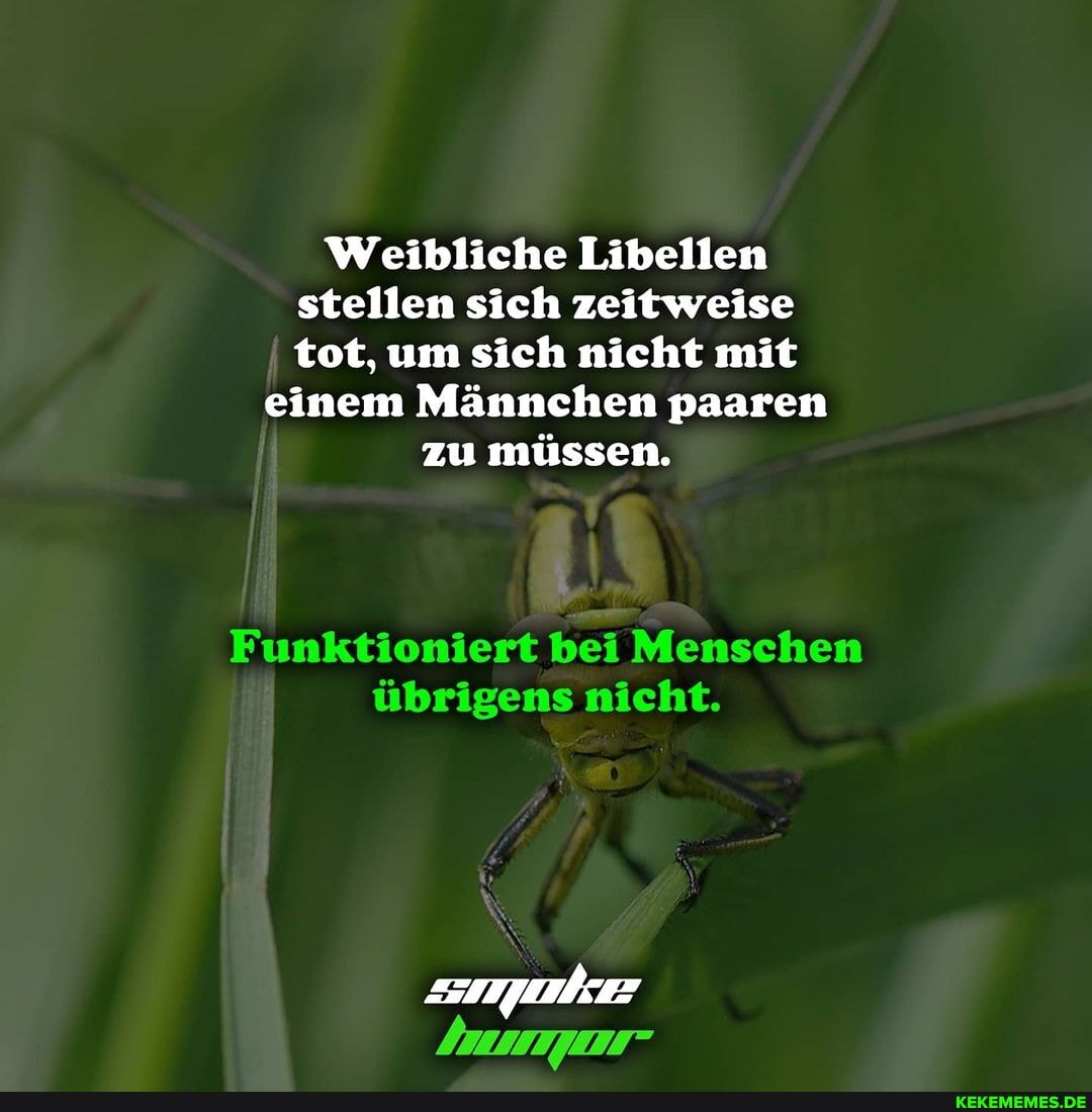 Weibliche Libellen stellen sich zeitweise tot, um sich nicht mit
einem Männchen paaren zu müssen.
Funktioniert bei Menschen übrigens nicht.