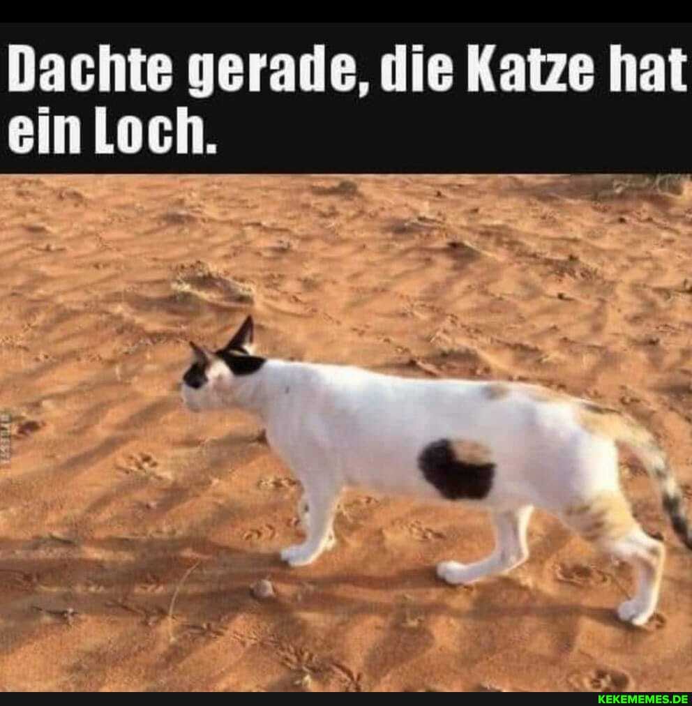 Dachte gerade, die Katze hat
ein