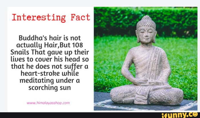 Interesting Fact Buddha's hair is not actually Hair,But108 Snails That gave  up their lives to