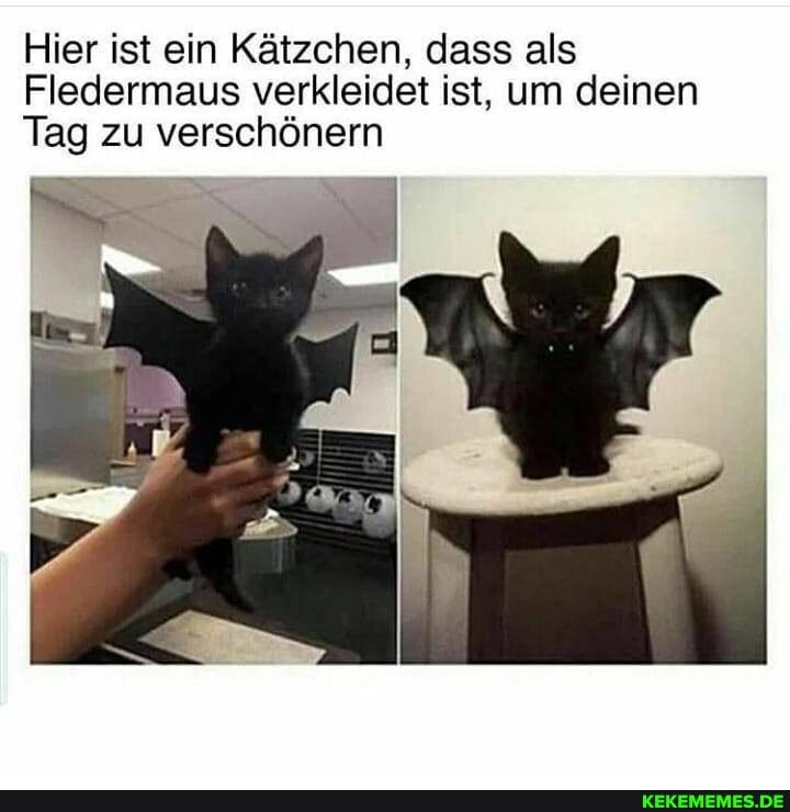 Hier ist ein Kätzchen, dass als
Fledermaus verkleidet ist, um deinen
Tag zu verschönern