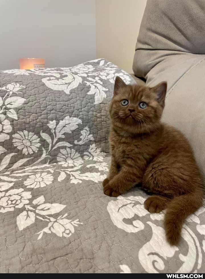 funny, cat, cats