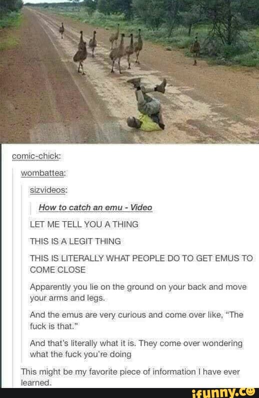 LEF ME TELL YOU ATHING
THIS IS A LEGIT THING
THIS VS LITERALLY WHAT PEOPLE DO TO GEF EMUS TO
COME CLOSE
Apparently yuu he on the ground cm your back and move
your arms and legs.
And lhe emus ave very curious and come over er. “The
luck ls mat."
And mars merauy what u is. They come over wandering