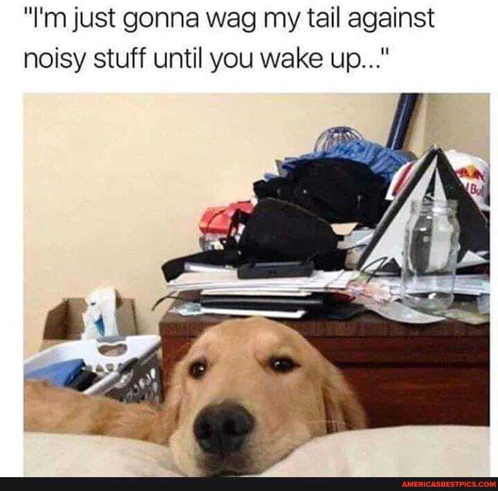 "I'm just gonna wag my tail against noisy stuff until you wake up..."
