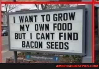 WANT TO GROW WY. OWN FOOD BUT I CANT FIND BACON SEEDS