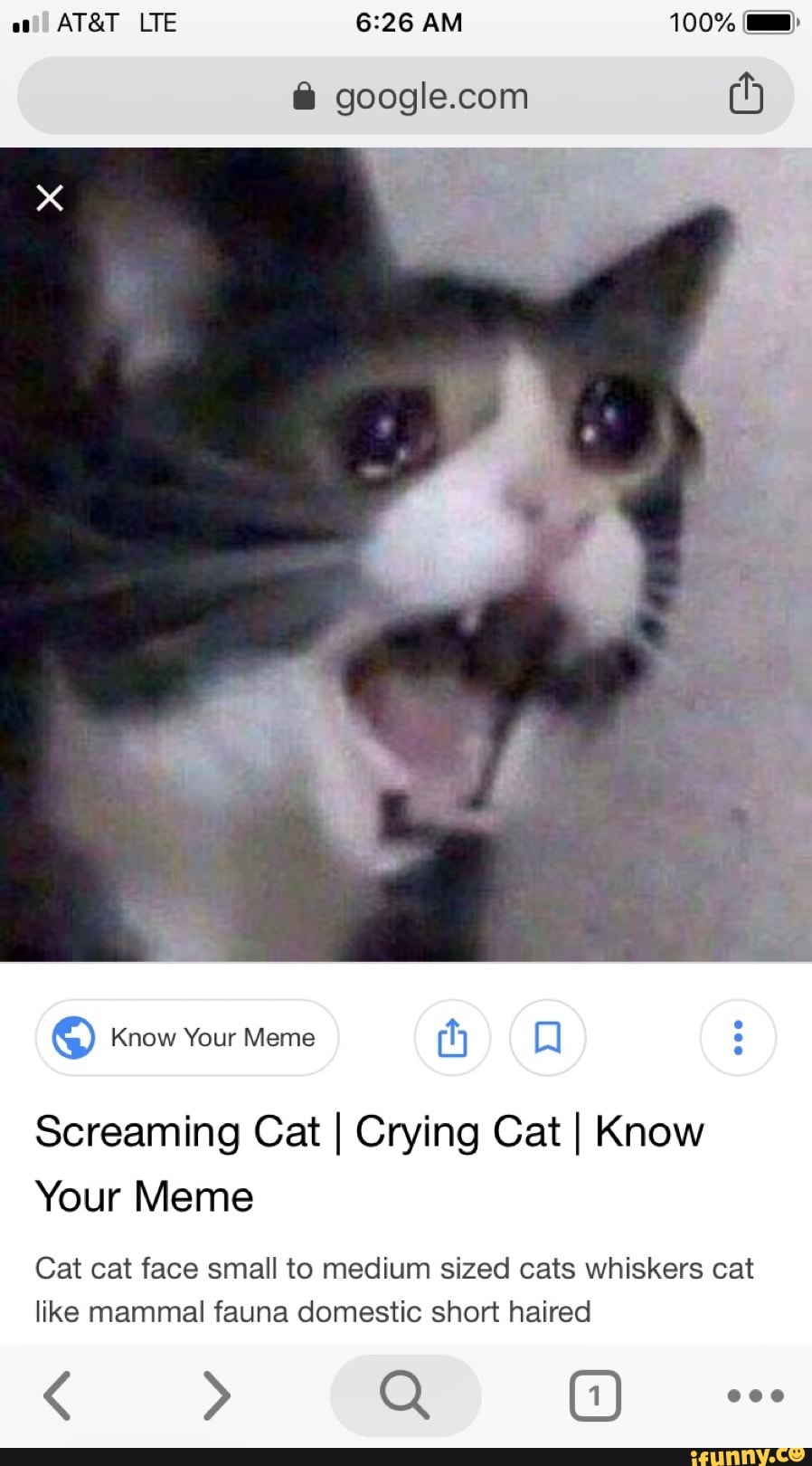 Screaming Cat I Crying Cat I Know Your Meme Cat cat face small to.