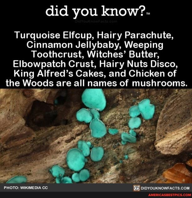 did you know?.
Turquoise Elfcup, Hairy Parachute,
Cinnamon Jellybaby, Weeping
Toothcrust, Witches' Butter,
Elbowpatch Crust, Hairy Nuts Disco,
King Alfred's Cakes, and Chicken of the Woods are all names of mushrooms.