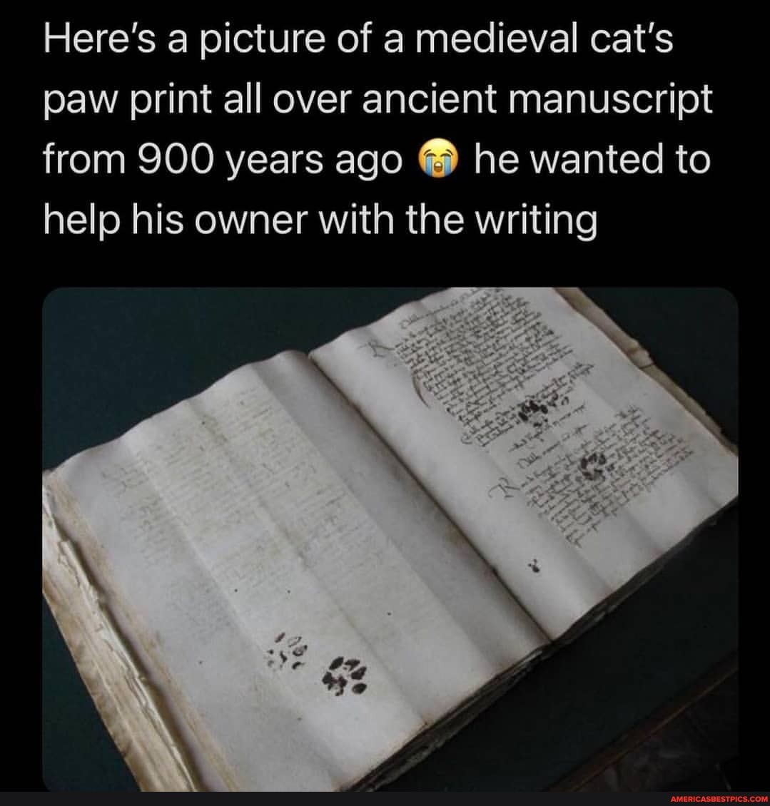 Here's a picture of a medieval cat's paw print all over ancient manuscript from 900 years ago he wanted to help his owner with the writing