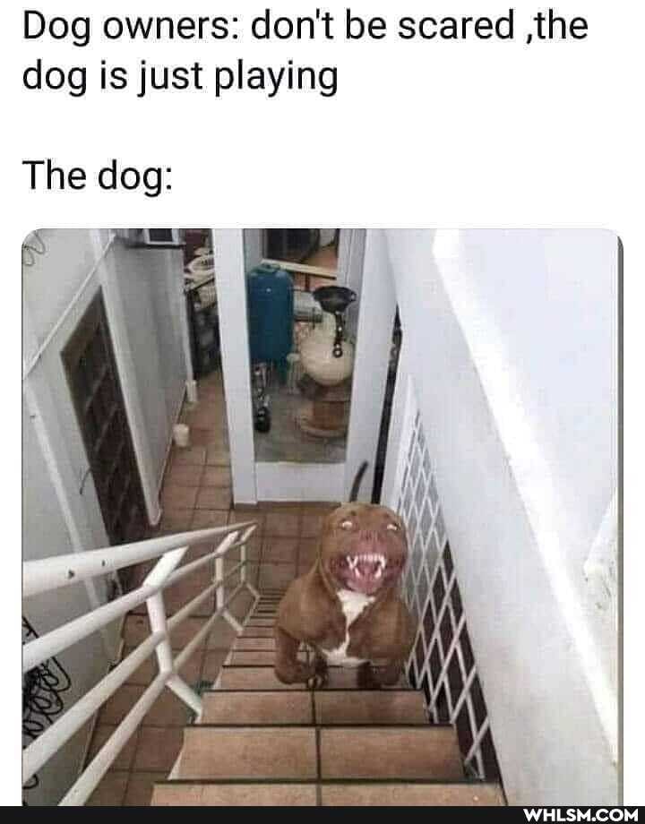 Dog owners: don't be scared ,the dog is just playing
The dog: