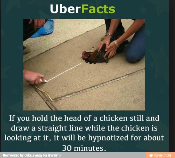 hypnotize chicken