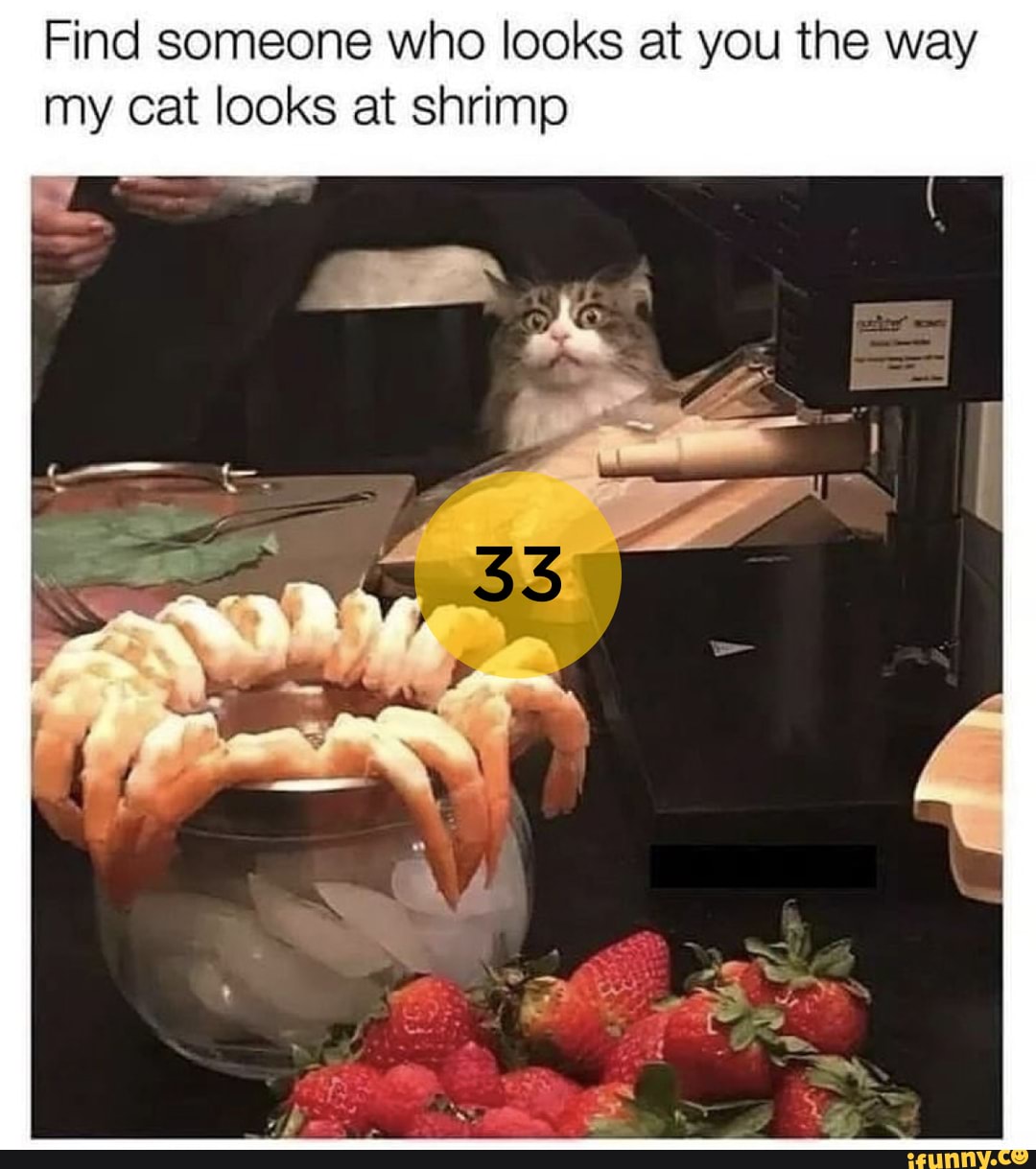 33 Find Someone Who Looks At You The Way My Cat Looks At Shrimp