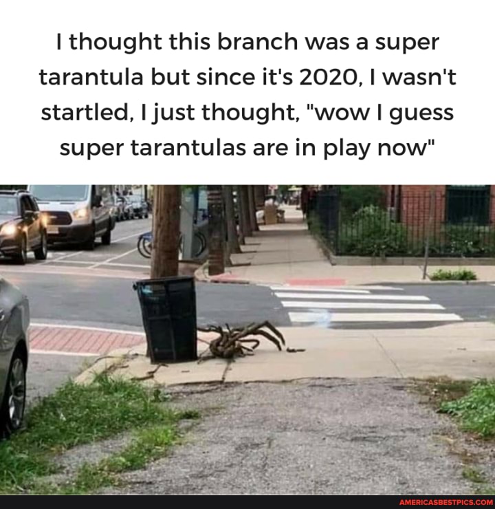 I thought this branch was a super tarantula but since it's 2020, I wasn't
startled, I just thought, "wow I guess super tarantulas are in play now"
