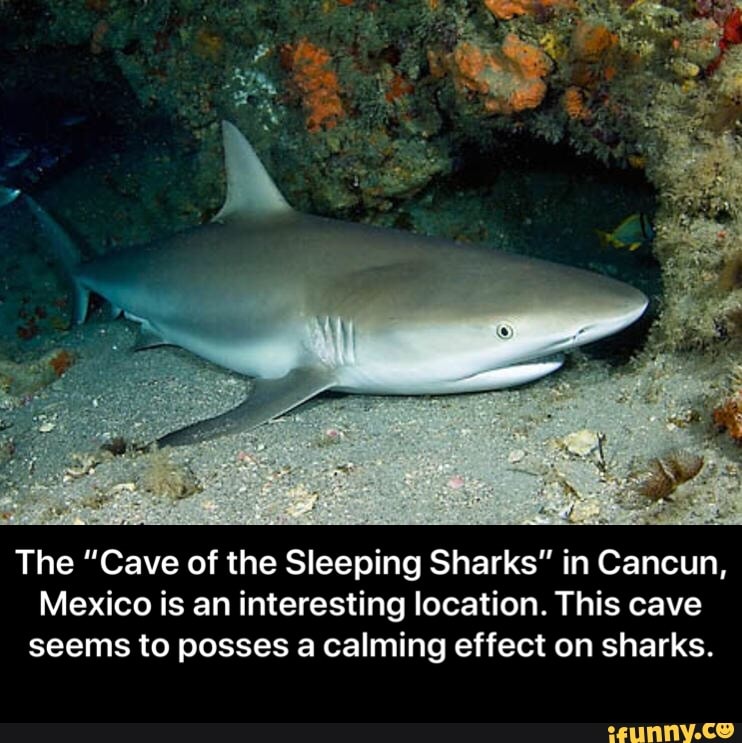 The "Cave of the Sleeping Sharks" in Cancun, Mexico is an interesting