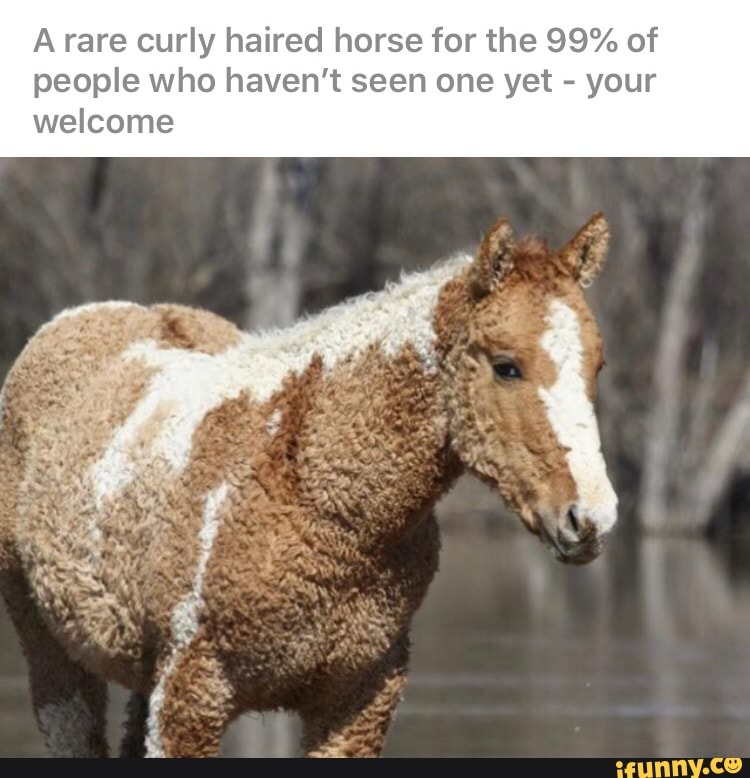 Arare curly haired horse for the 99% of
people who haven't seen one yet your
welcome