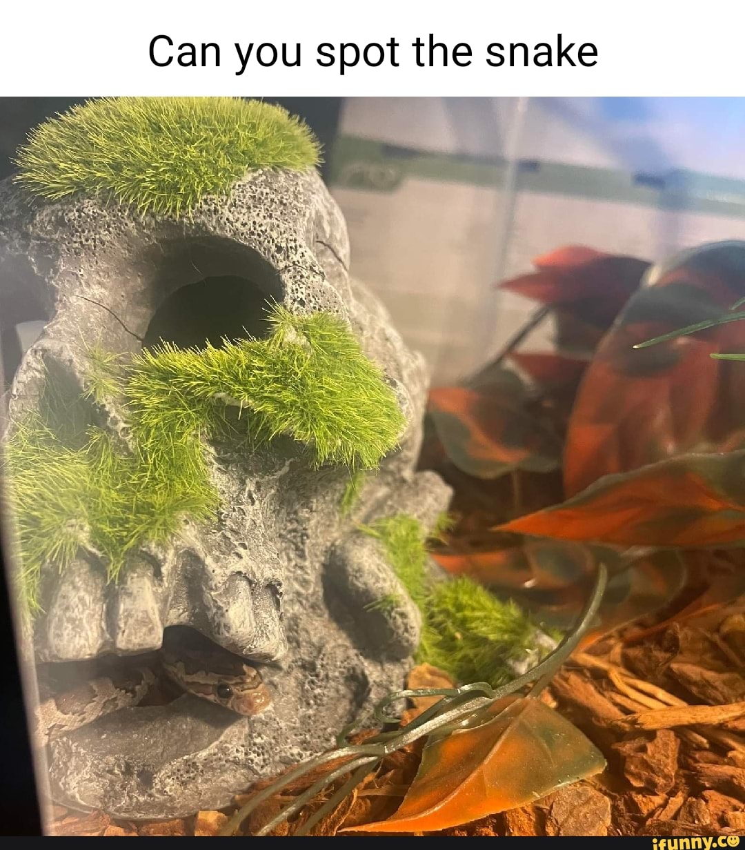 Can you spot the snake - iFunny