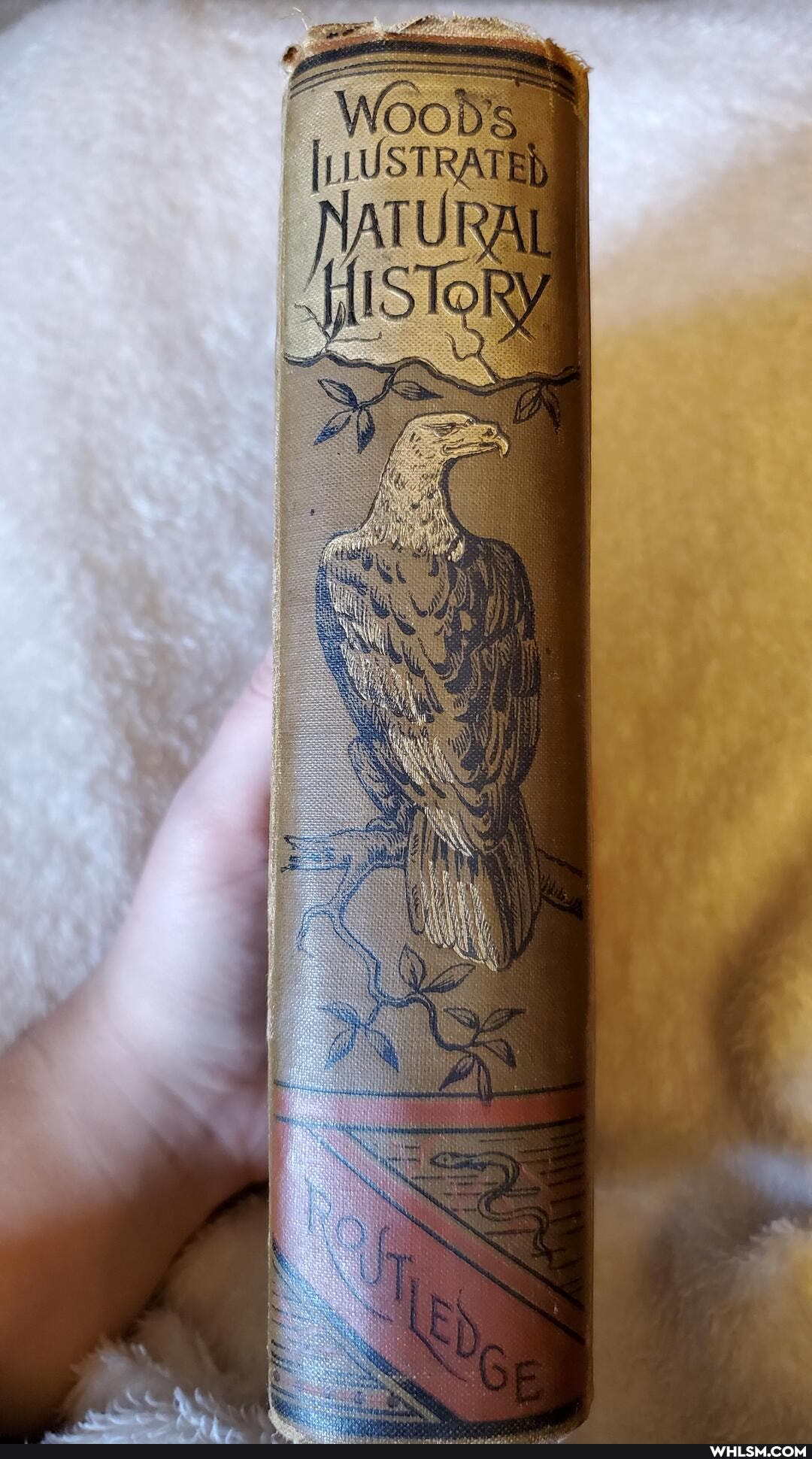 natural_history, art, books, old_stuff