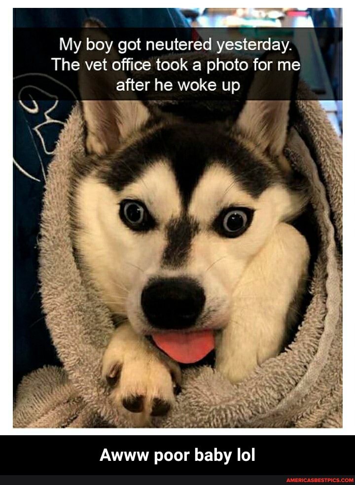 My boy got neutered yesterday.
The vet office took a photo for me after he woke up
SS
Awww poor baby lol - Awww poor baby lol