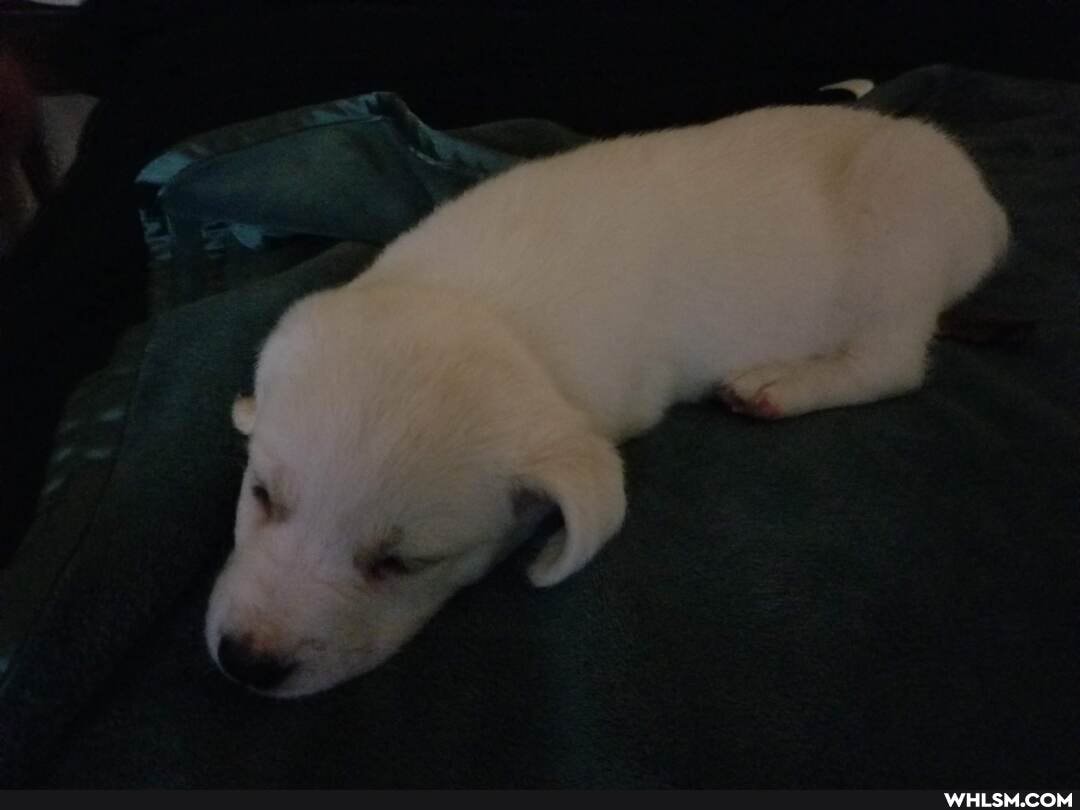 aww, puppy, baby_animals, dog
