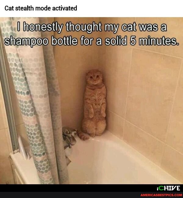 Cat stealth mode activated
honestly thought my eat was
Shampoo bottle for a solid