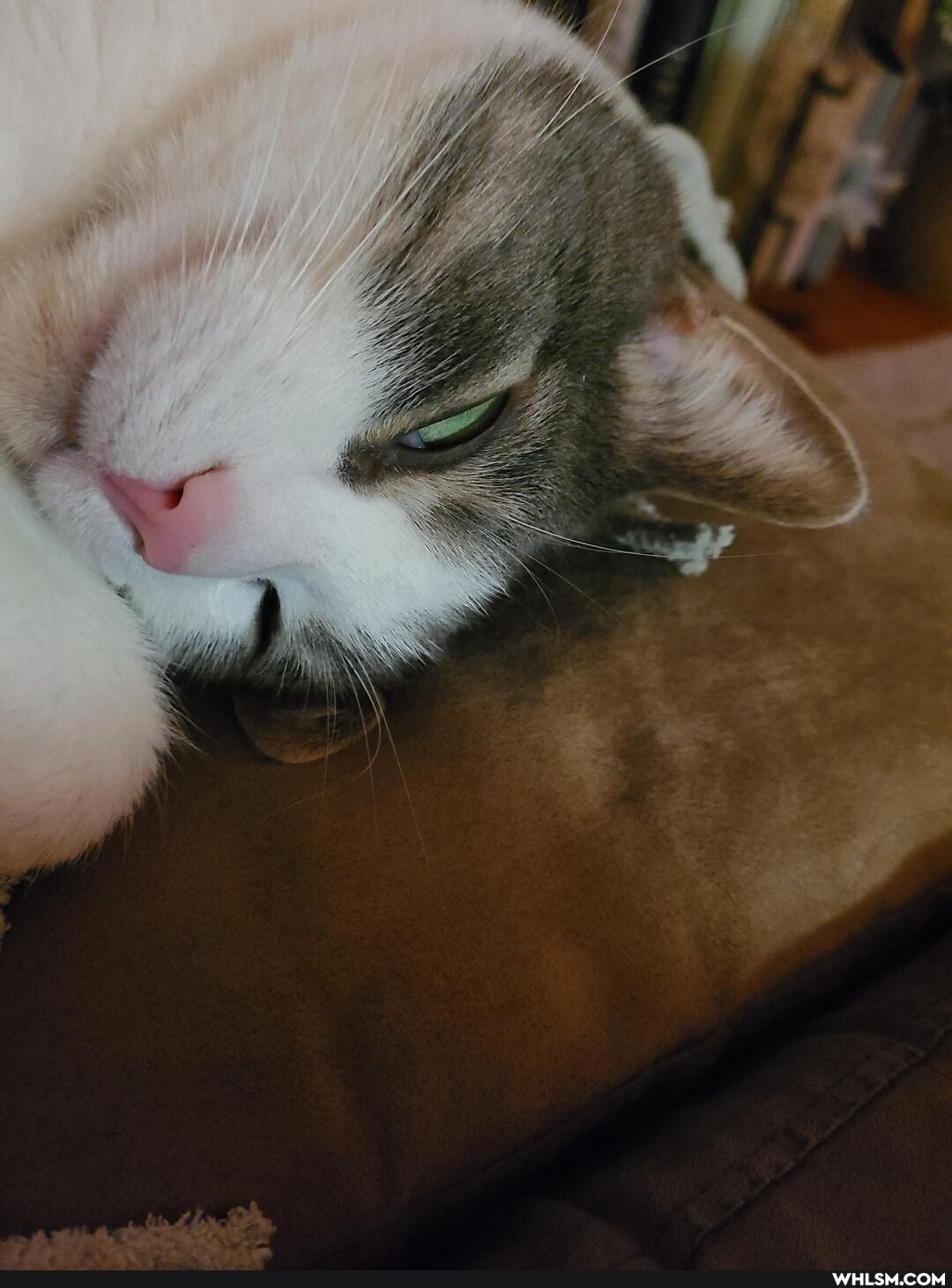 funny, cat, aww, funny_cats