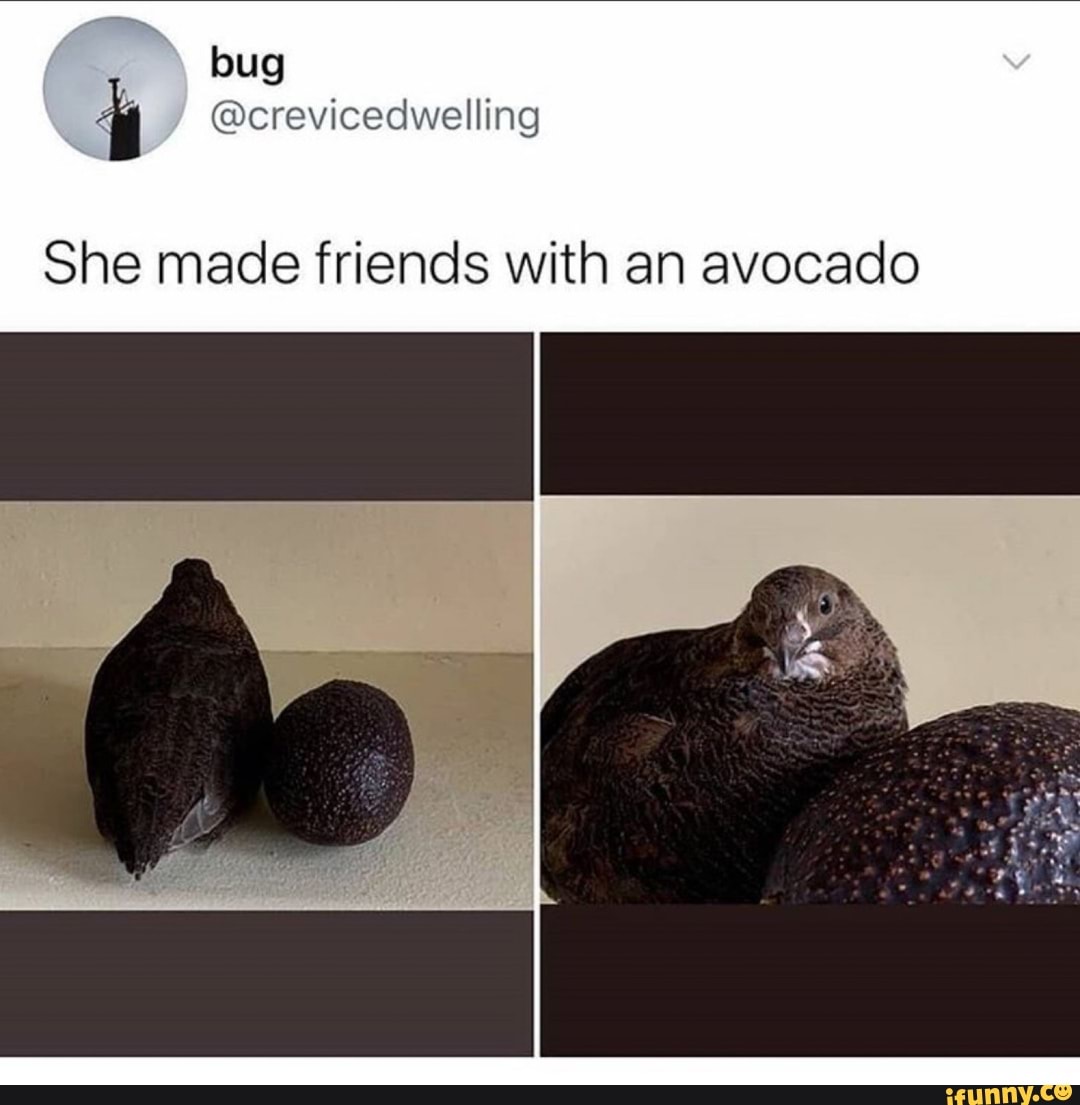 She made friends with an avocado