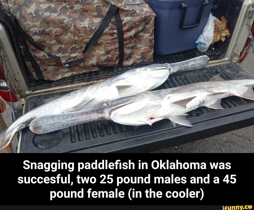 Snagging paddlefish in Oklahoma was succesful, two 25 pound males and a