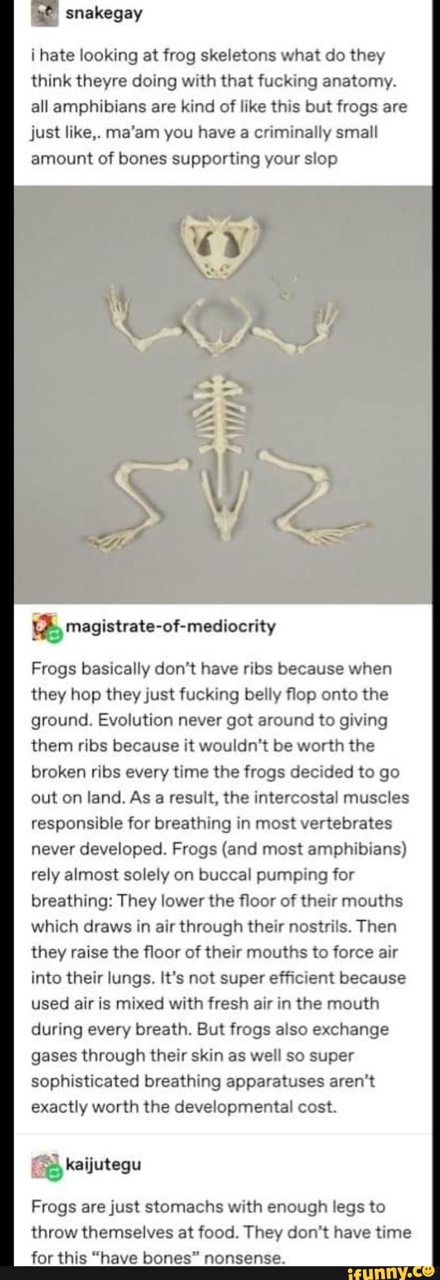 ae snakegay
i hate looking at frog skeletons what do they think theyre doing with that fucking anatomy.
all amphibians are kind of like this but frogs are just like,. ma'am you have a criminally small amount of bones supporting your slop
magistrate-of-mediocrity
Frogs basically don't have ribs because when they hop they just fucking belly flop onto the ground. Evolution never got around to giving them ribs because it wouldn't be worth the broken ribs every time the frogs decided to go out on land. As a result, the intercostal muscles responsible for breathing in most vertebrates never developed. Frogs (and most amphibians) rely almost solely on buccal pumping for breathing: They lower the floor of their mouths which draws in air through their nostrils. Then they raise the floor of their mouths to force air into their lungs. It's not super efficient because used air is mixed with fresh air in the mouth during every breath. But frogs also exchange gases through their skin as well so super sophisticated breathing apparatuses aren't exactly worth the developmental cost.
(Braijutegu
Frogs are just stomachs with enough legs to
throw themselves at food. They don't have time for this "have bones" nonsense.