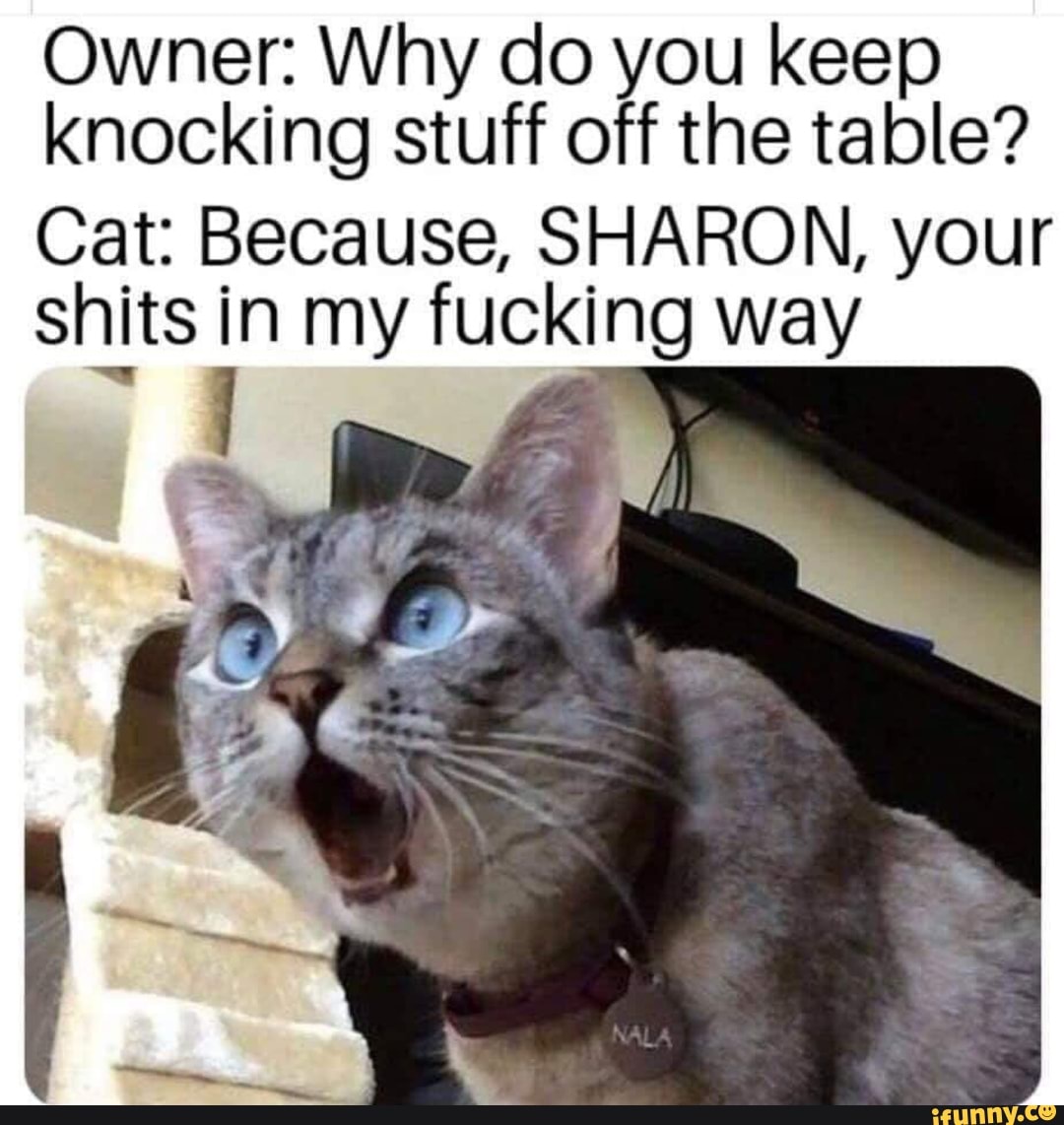 Шокированный кот