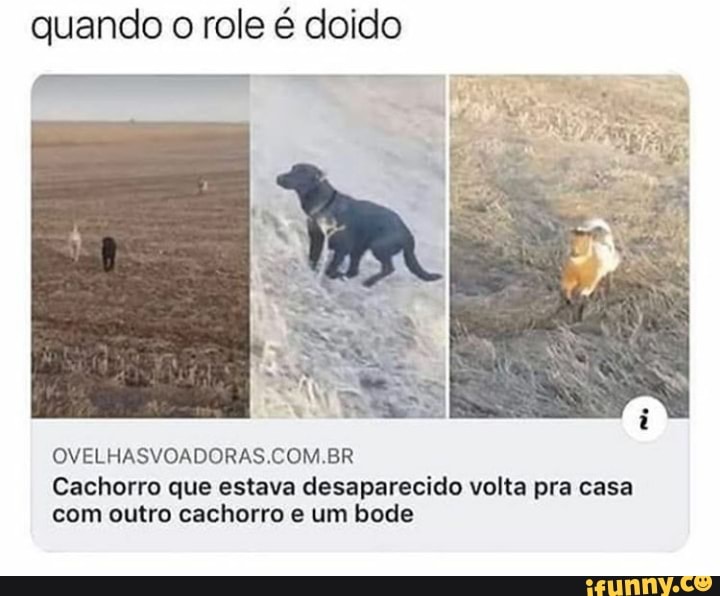 quando o role é doido
OVELHASVOADORAS.COM.BR
Cachorro que estava desaparecido volta pra casa com outro cachorro e um bode