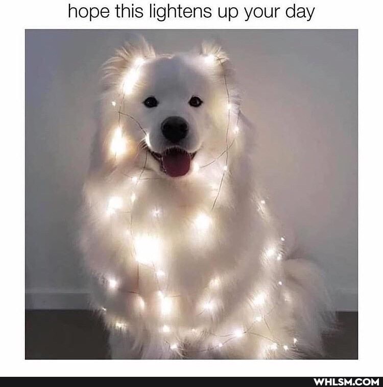 hope this lightens up your day