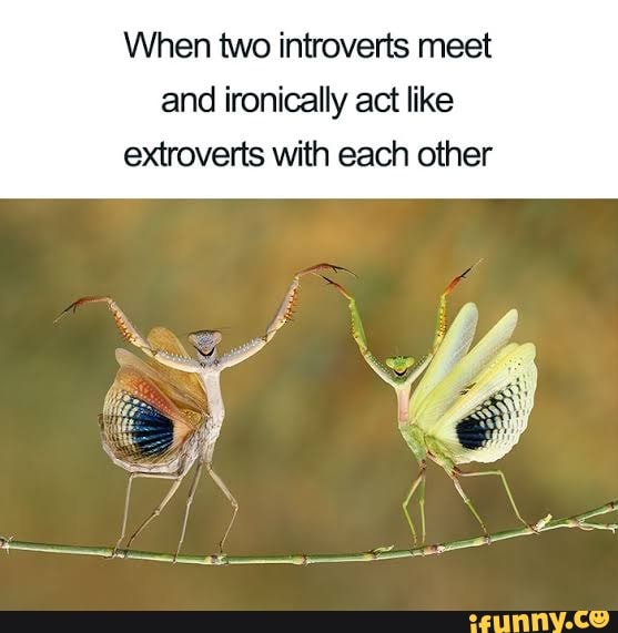 When two introverts meet
and ironically act like
extroverts with each other