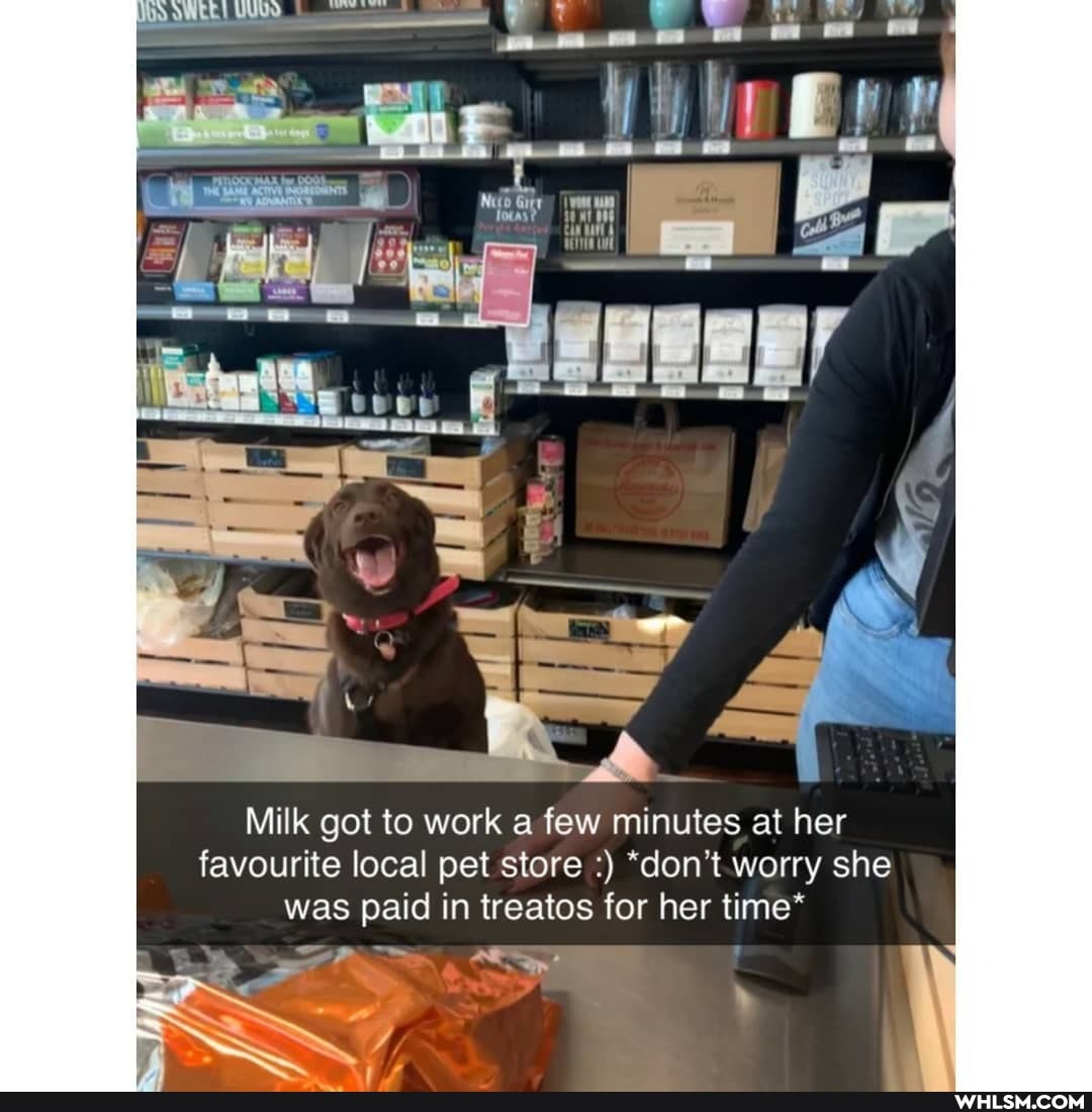 Milk got to work a few minutes at her favourite local pet store "don't worry she was paid in treatos for her time*