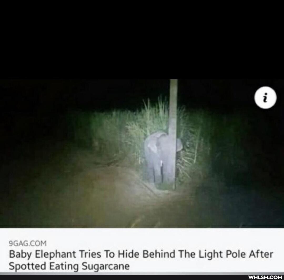 COM Baby Elephant Tries To Hide Behind The Light Pole After
Spotted Eatina Suaarcane