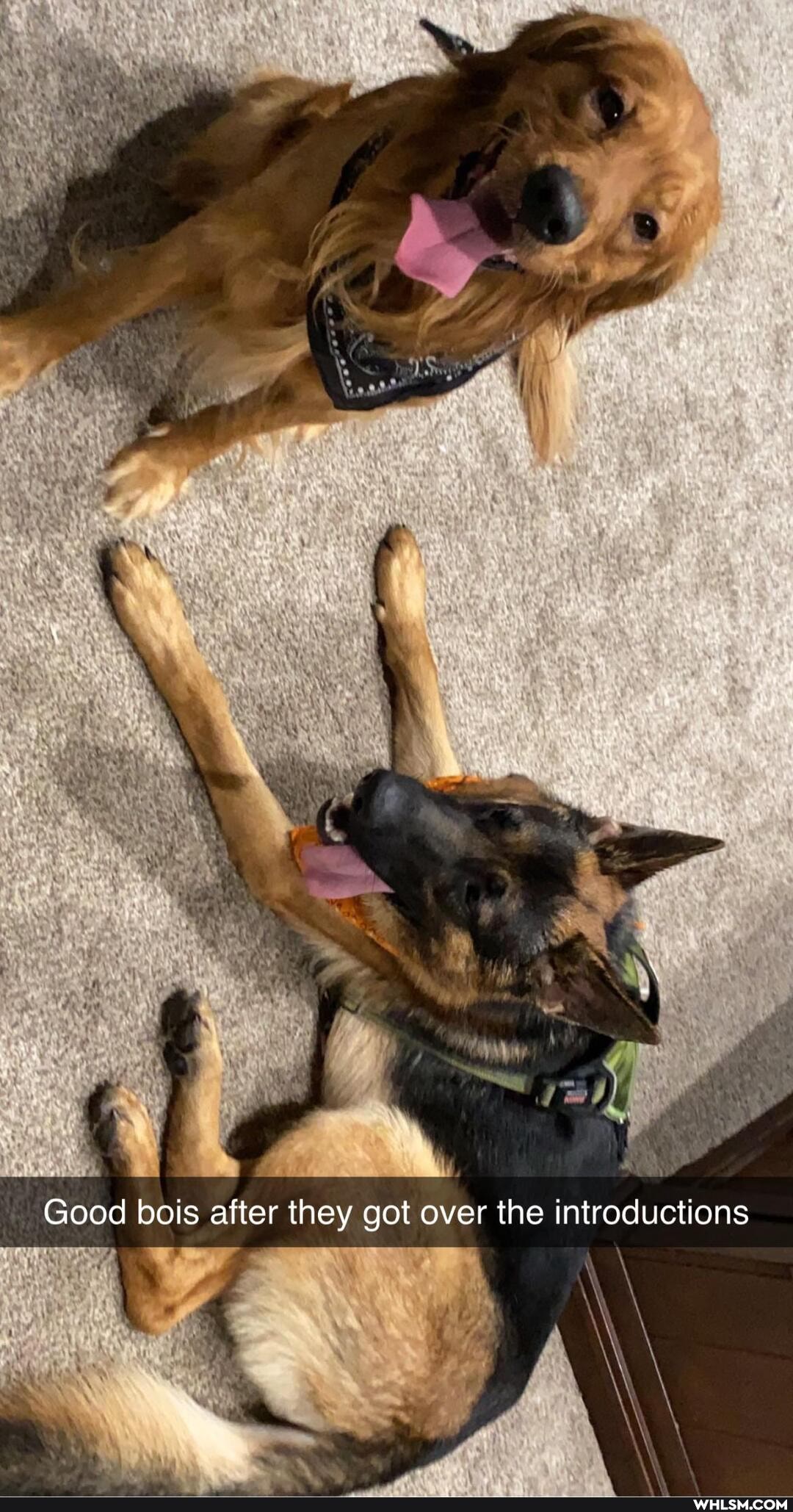 My
Good bois after they got over the introductions