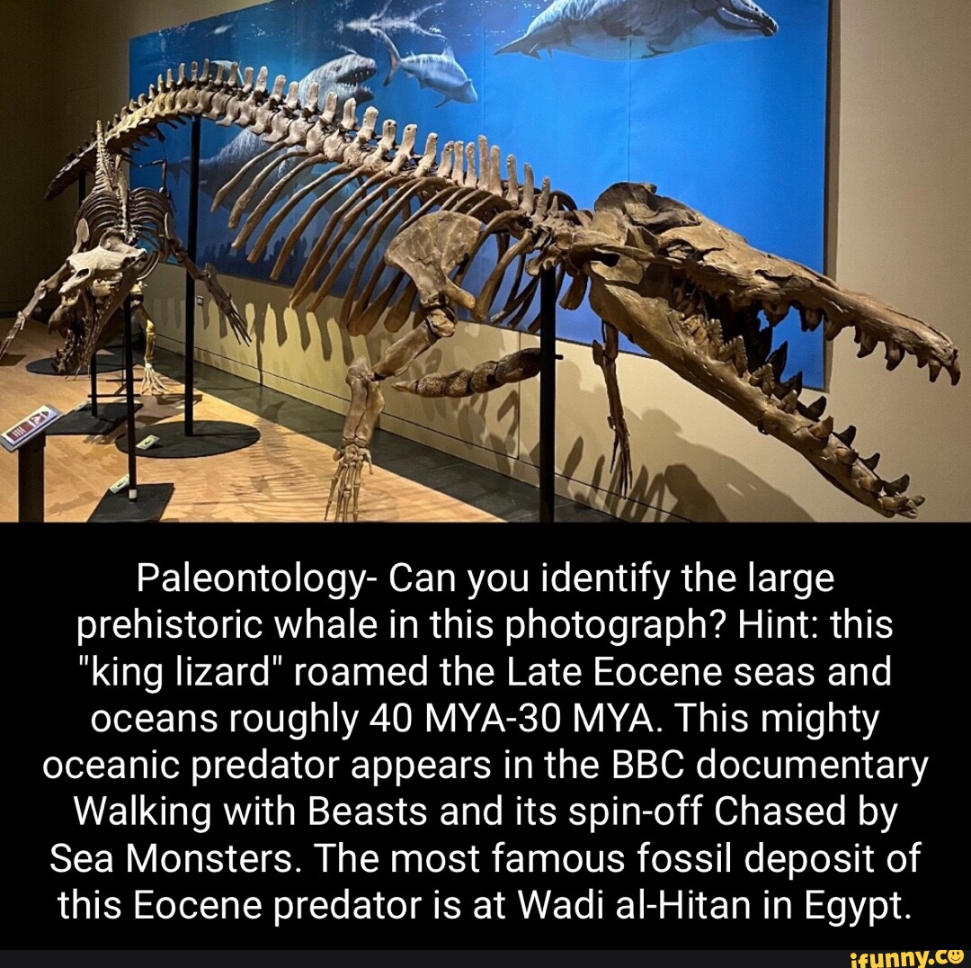 Paleontology- Can You Identify The Large Prehistoric Whale In This ...