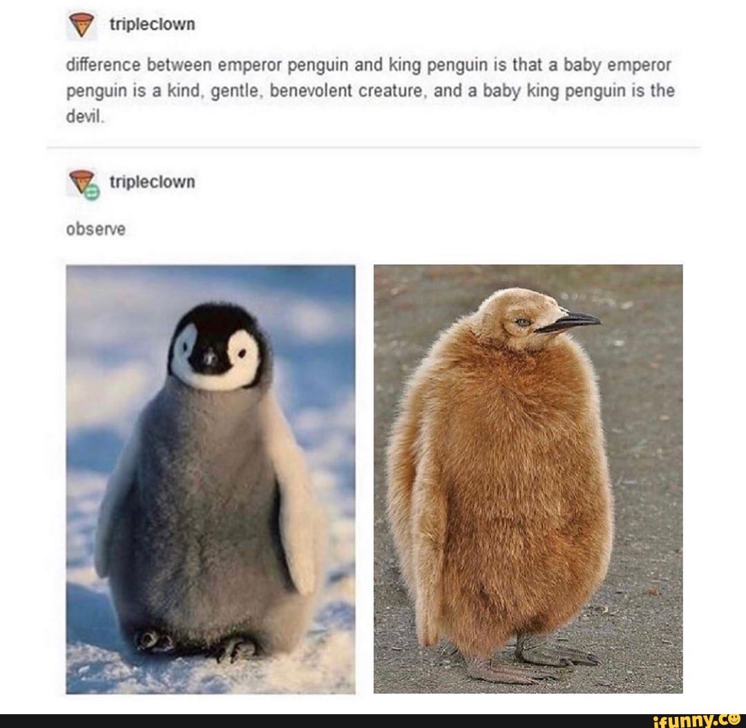 Difference between emperor penguin and king penguin is that a baby