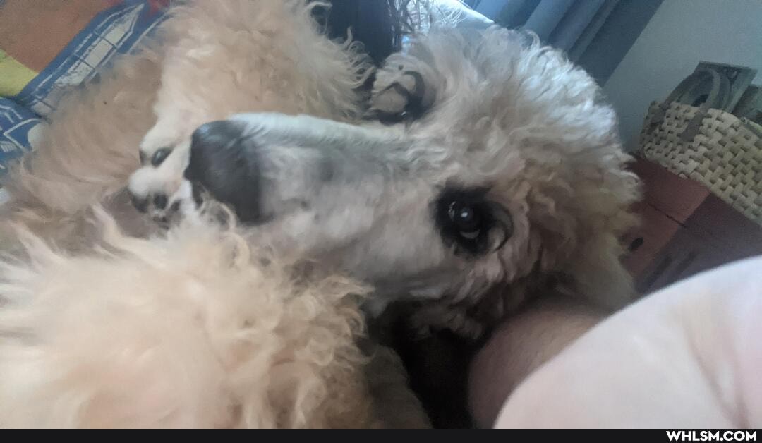 dog, aww, pets, cute_animal