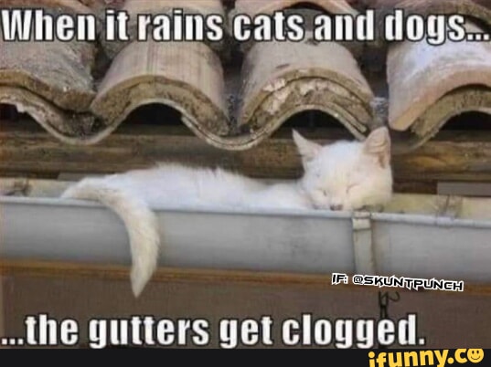 Gutters memes. Best Collection of funny Gutters pictures on iFunny