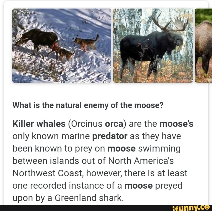 What is the natural enemy of the moose? Killer whales (Orcinus orca