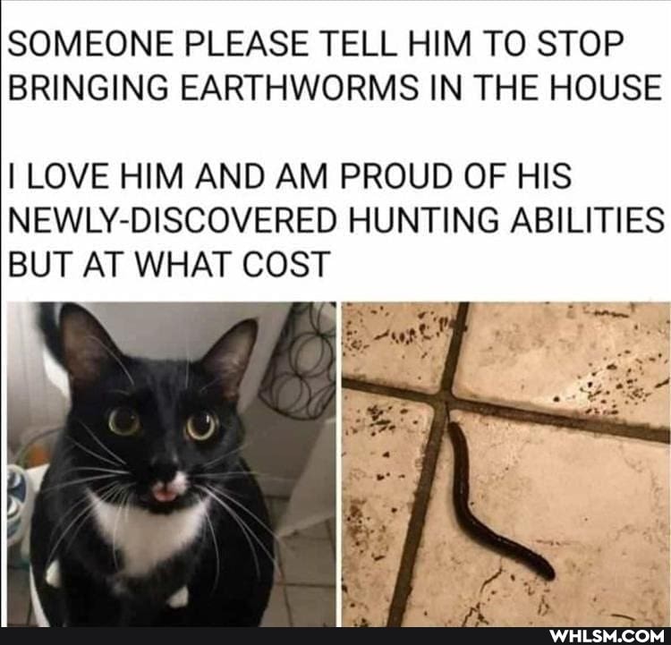 SOMEONE PLEASE TELL HIM TO STOP BRINGING EARTHWORMS IN THE HOUSE
I LOVE HIM AND AM PROUD OF HIS NEWLY-DISCOVERED HUNTING ABILITIES BUT AT WHAT COST