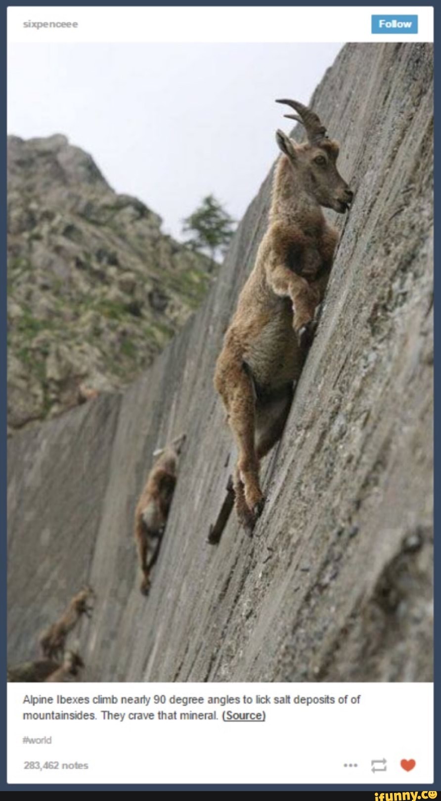 Alpme Ibexes climb many 90 degree angles to lick san deposits of of