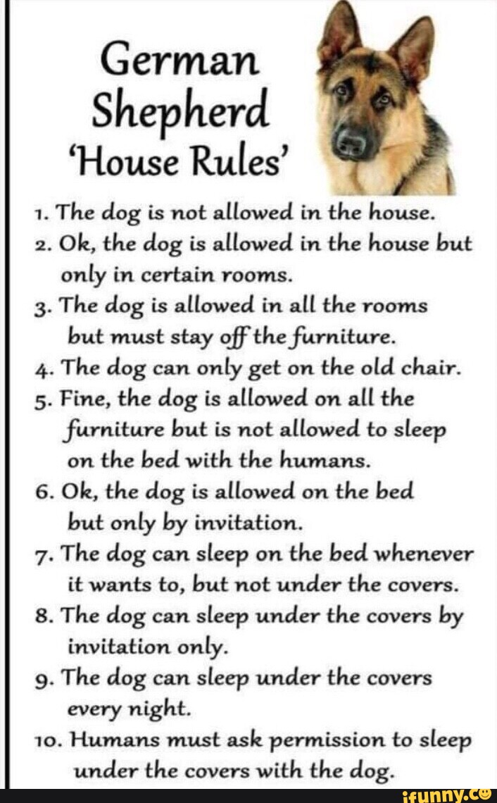 German Shepherd 'House Rules' 1. The dog is not allowed in the house. 2.  Ok, the