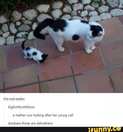 the-real
bigdumbcutefac
mother cow looking after hi
dumbass those are dalmatians