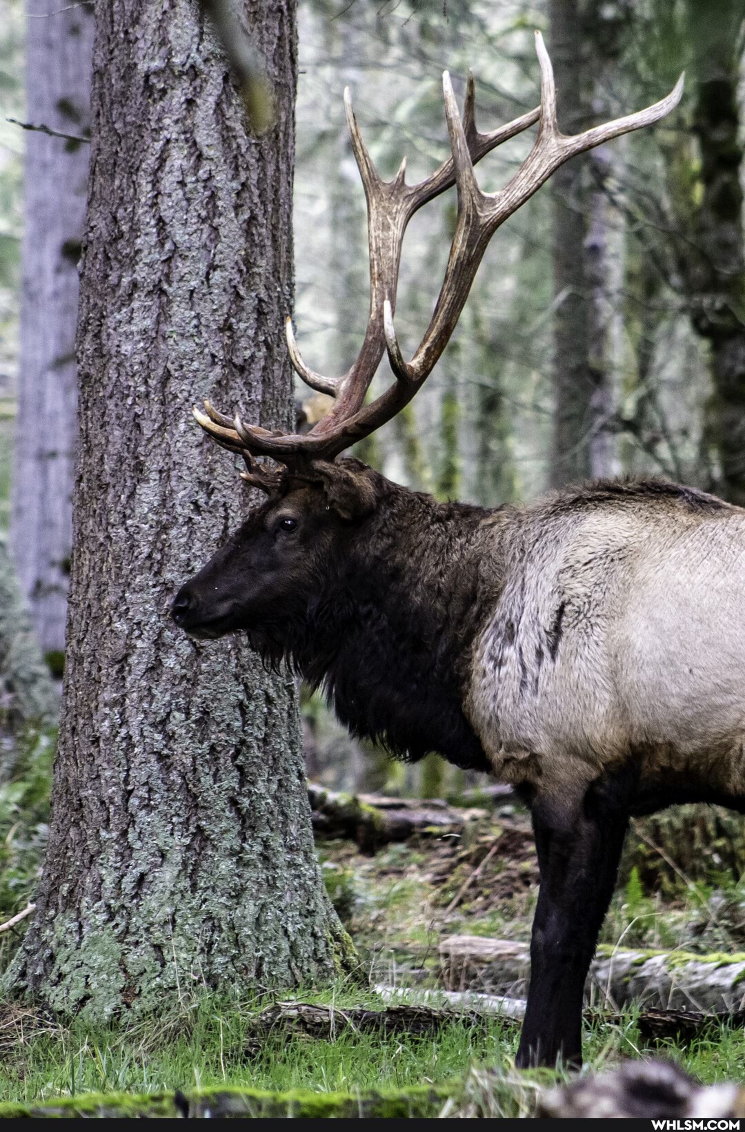 photography, wildlife, pnw