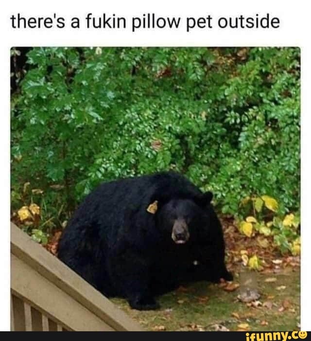 there's a fukin pillow pet outside