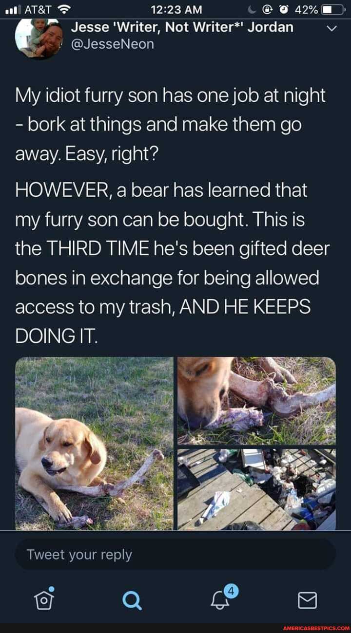 AM
Jesse 'Writer, Not Jordan
My idiot furry son has one job at night
- bork at things and make them go away. Easy, right?
HOWEVER, a bear has learned that my furry son can be bought. This is the THIRD TIME he's been gifted deer bones in exchange for being allowed access to my trash, AND HE KEEPS DOING IT.
Tweet your reply
Oj fo} fend